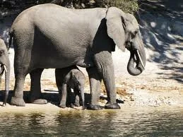 Incredible Footage of Mother Elephant Saving Her Baby From Death