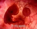 Baby formation in womb