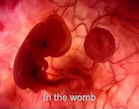 Baby Formation In the Womb – Amazing Video