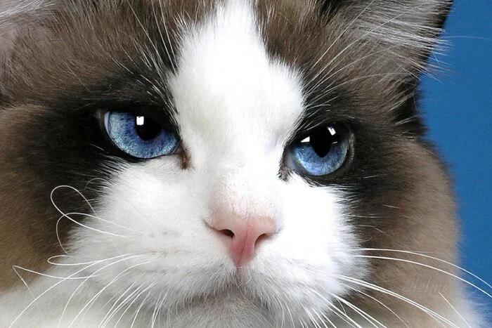 Top 10 most beautiful and cutest Cat breeds